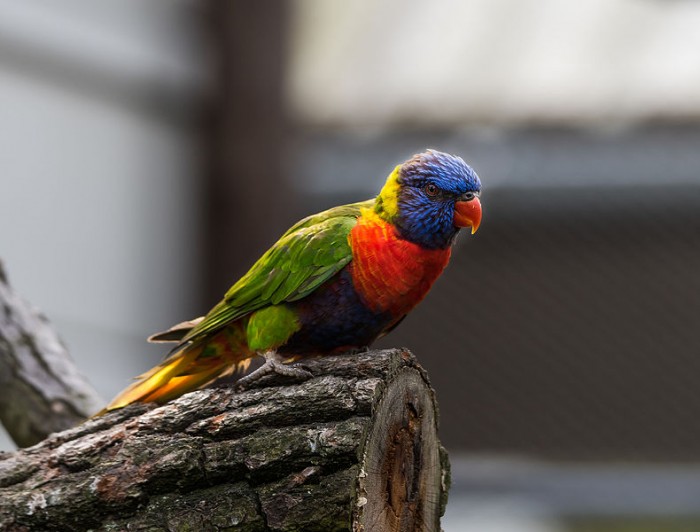 790px-Australian_parrot_(15064450217).jpg