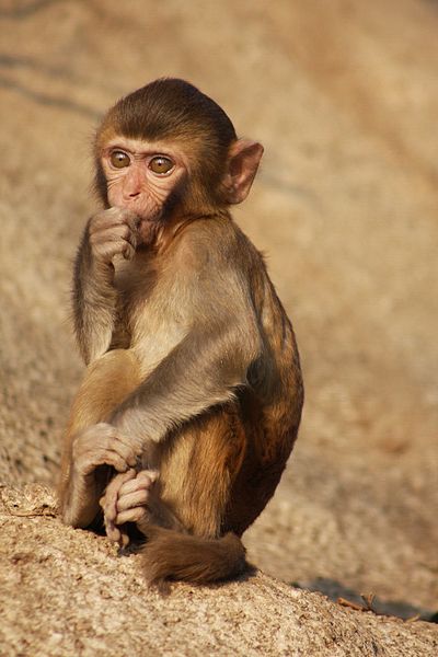 400px-Rhesus_Macaque_(Macaca_mulatta)_(5780783616).jpg