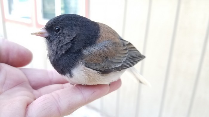 dark-eyed-junco-2145227_1280.jpg