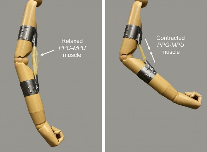 Artificial-Muscle-Made-of-Stretched-Shape-Memory-Polymer-2048x1506.jpg