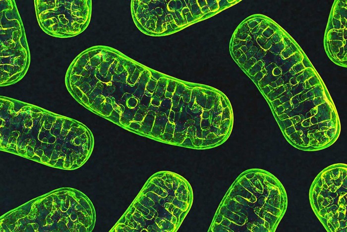 Mitochondria-NIH.jpg