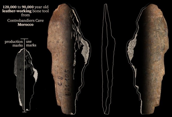 Bone-Tool-From-Contrebandiers-Cave-Morocco-777x532.jpg