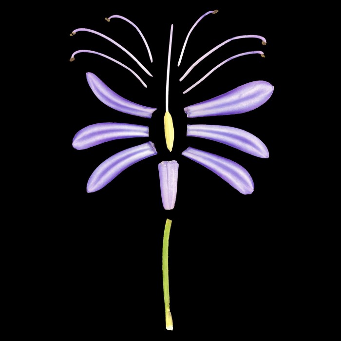 African-Lily.jpg