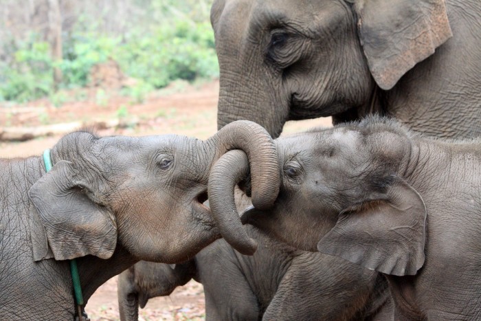 Asian-Elephant-Siblings-Family-scaled.jpg