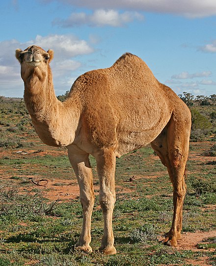 440px-07._Camel_Profile,_near_Silverton,_NSW,_07.07.2007.jpg