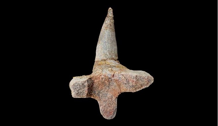 T-Shaped-Ankylosaur-Rib-Bone.jpg