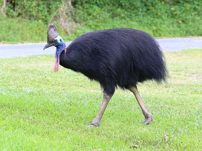 Southern_Cassowary_7071.jpg