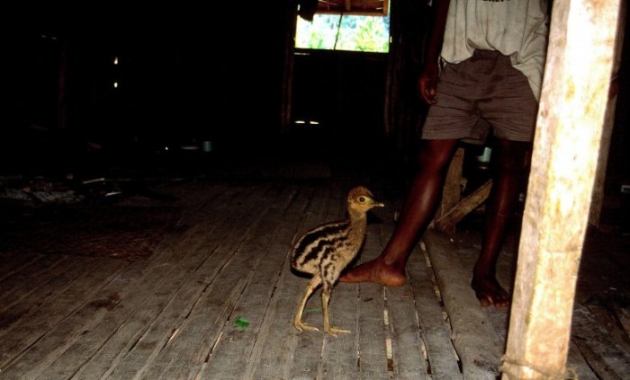 Modern-Day-Cassowary-Chick-777x469 (1).jpg