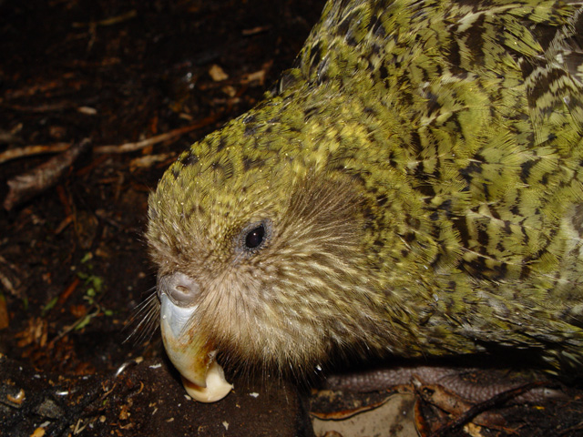 Strigops_habroptilus,_face.jpg