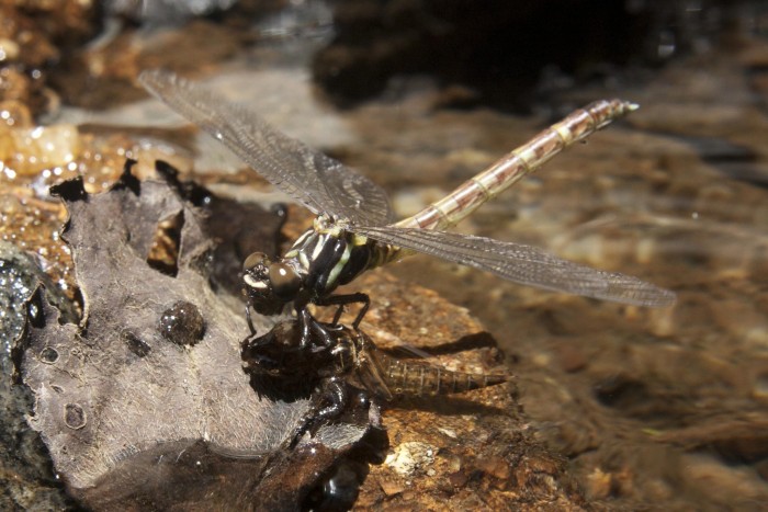 Dragonfly-Tijuca-National-Park-2048x1365.jpg