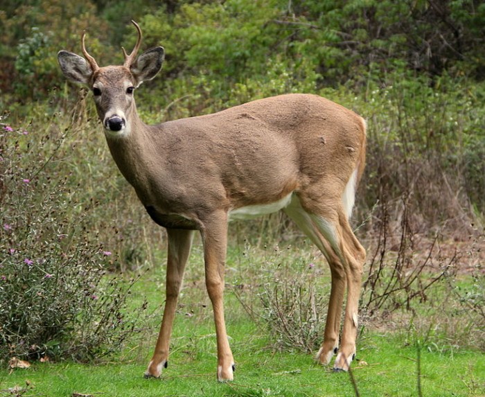新研究表明sarscov2曾在野生鹿群中广泛传播