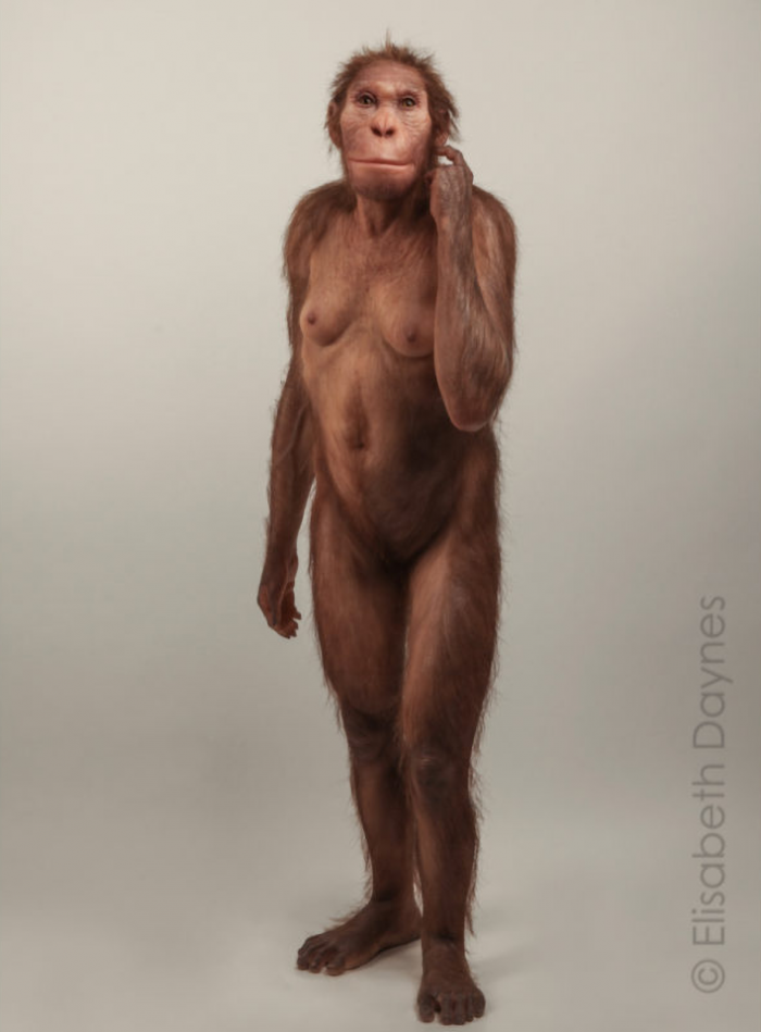 Australopithecus sediba3.png
