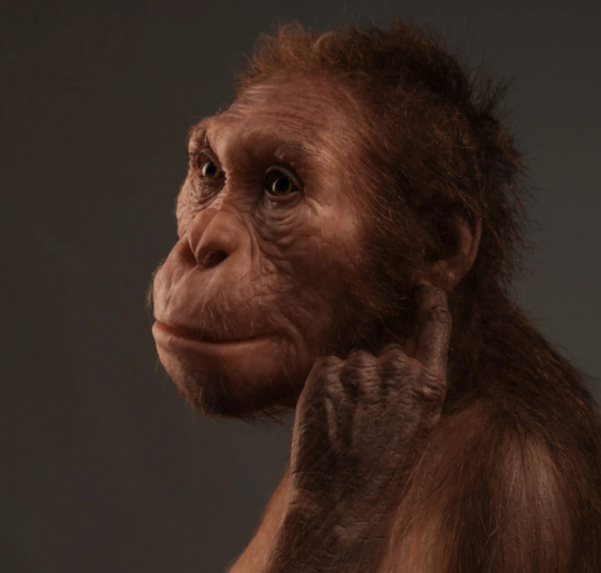 Australopithecus sediba1.webp