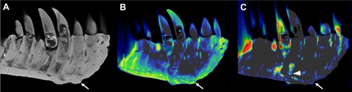 CT-Reconstructions-of-T-Rex-Tooth-Bearing-Dentary-scaled.jpg