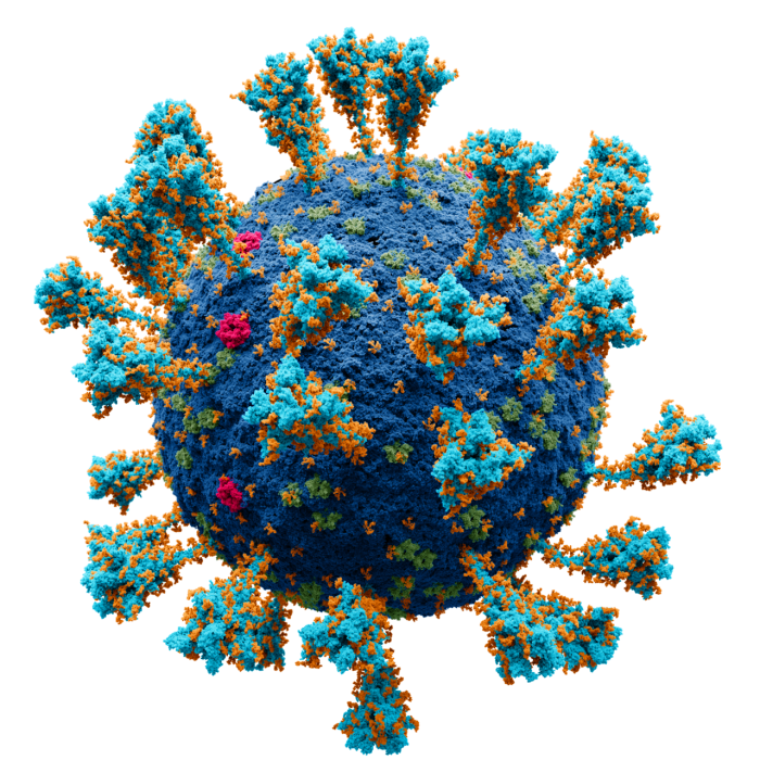 Coronavirus._SARS-CoV-2.png