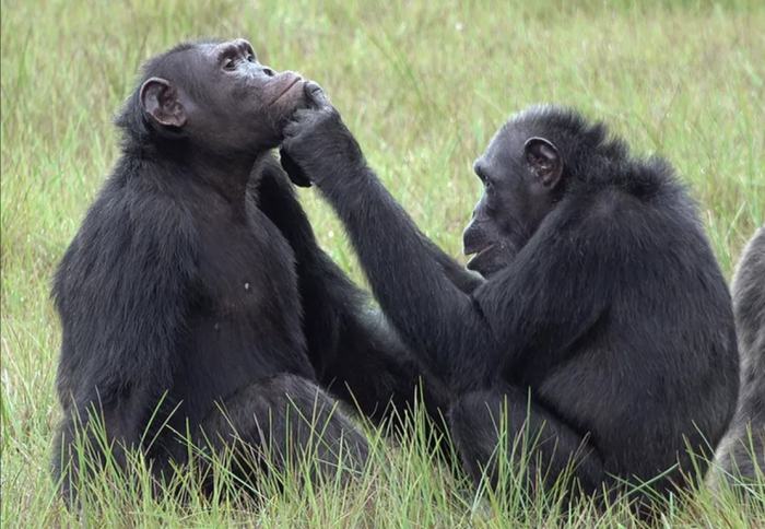 chimpanzees.png