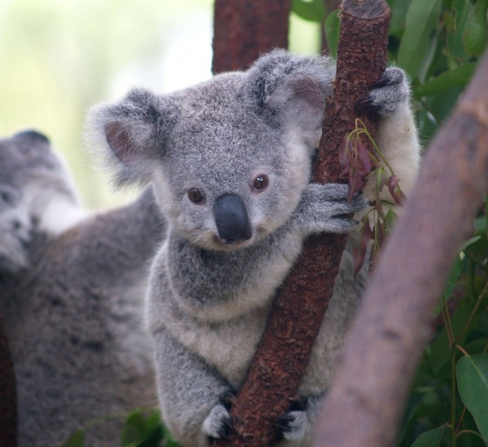 1308px-Cutest_Koala.jpg