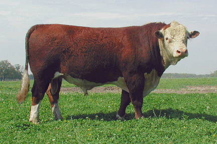 PolledHereford_bull.jpg