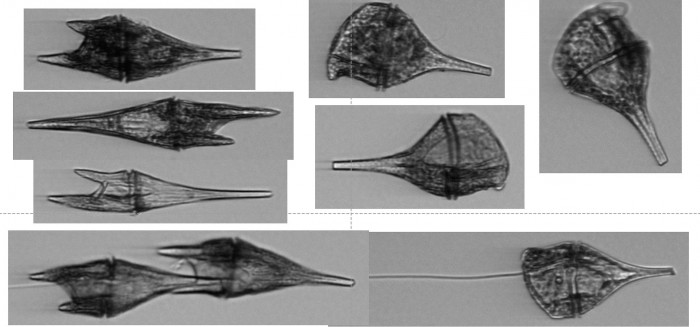 Dinoflagellates-From-Long-Term-Ecological-Research-Cruise.jpg