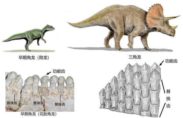 恐龙如何换牙古生物学者揭秘古老角龙换牙方式