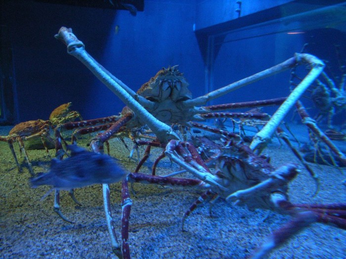 Aquarium_Japanese_spider_crab.jpg