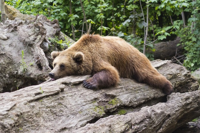 bear_predator_zoo_fur_animal_mammal_brown_furry-626291.jpg!d.jpg