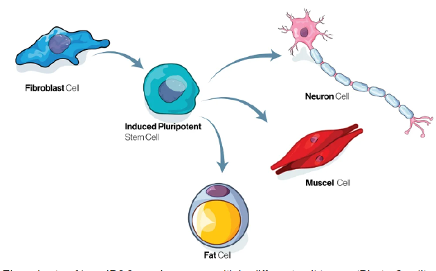 诱导性多能干细胞(ipsc)如何转变为多种不同类型的细胞