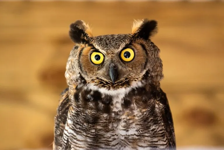 Great-Horned-Owl-768x513.webp