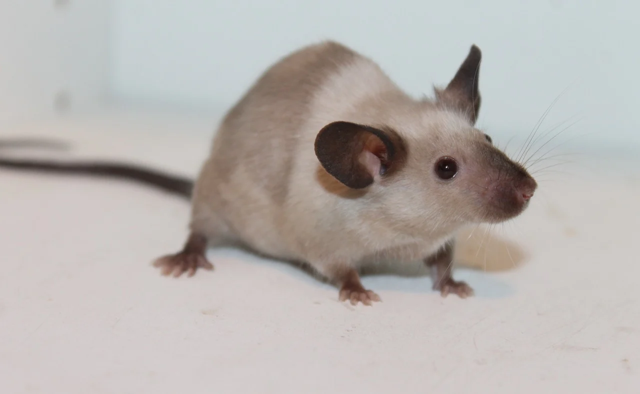 mouse-3241715_1280.webp