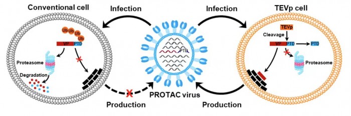 Generation-of-PROTAC-Viruses.jpg