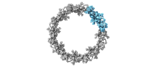 AlphaFold 协助预测的核孔蛋白组成的胞质环     图片来源：DOI: 10.1126/science.abm9326