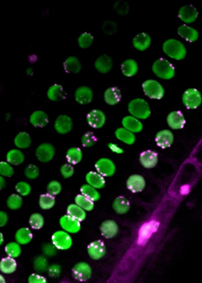 Centromere-Distribution-in-Root.jpg