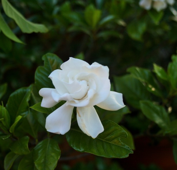 pure-white-gardenia.jpg