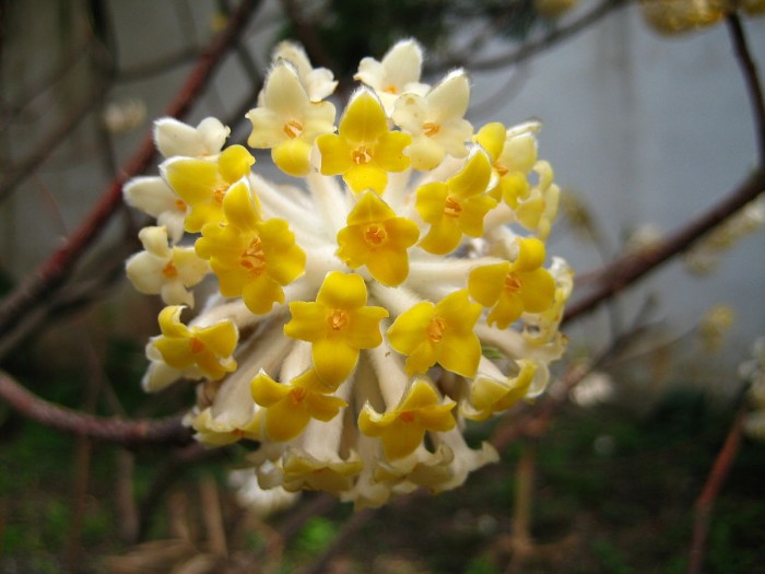 1200px-Edgeworthia_chrysantha_01.JPG