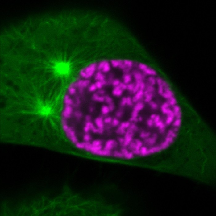 Organization-of-Mitotic-Chromosomes-and-Spindle-Microtubules-scaled.jpg