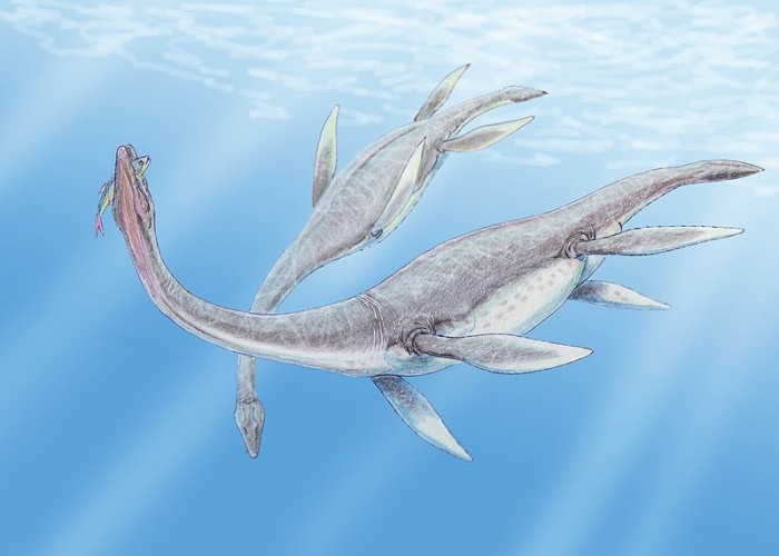 800px-Plesiosaurus_3DB.jpg