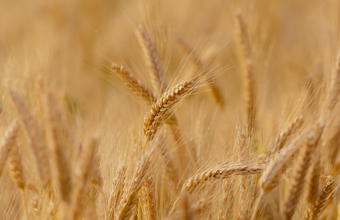 1-wheat.jpg