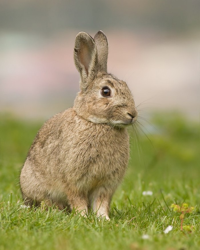 Oryctolagus_cuniculus_Tasmania_2.jpg