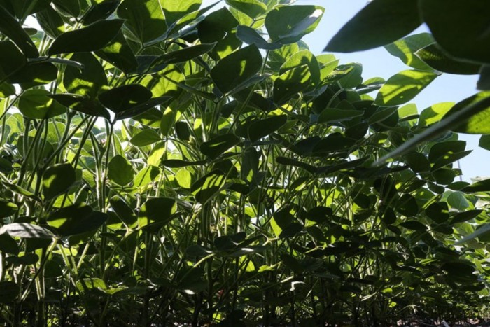 Soybeans_Light-Filtering-Through-Canopy_cr-Allie-Arp-RIPE-project_E.jpg