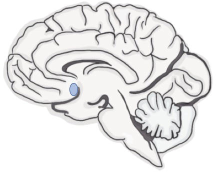 Brain-UC-Davis.jpg