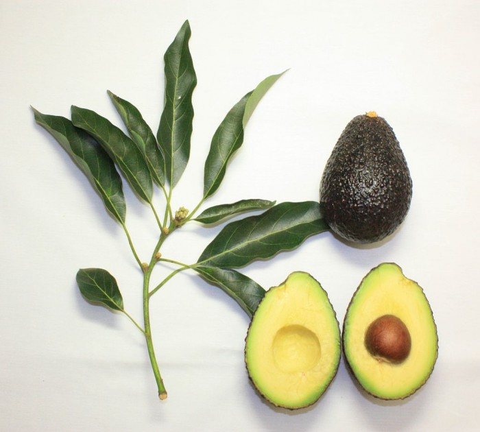 1024px-Branch_and_fruit_of_the_Maluma_avocado_cultivar.jpg