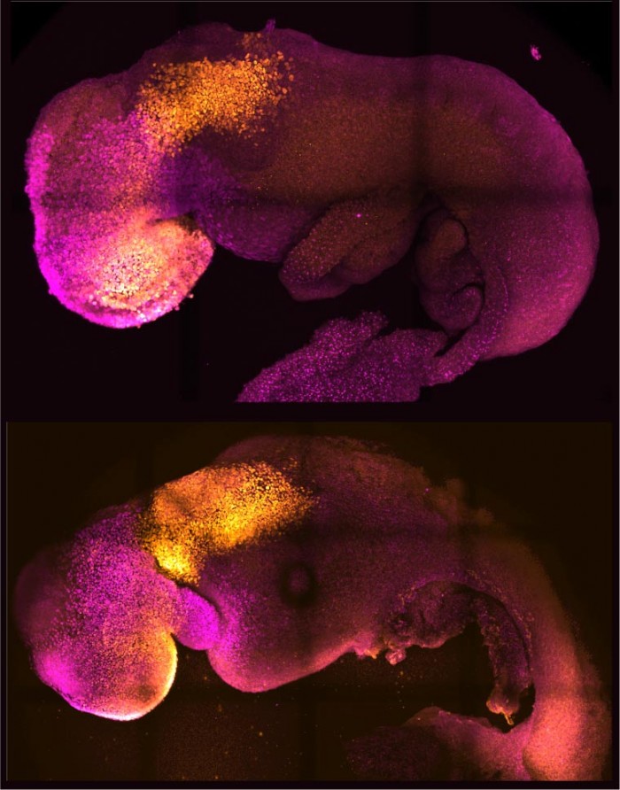Natural-and-Synthetic-Embryos.jpg