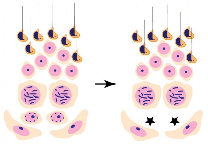 DOT1L-Enzyme.jpg