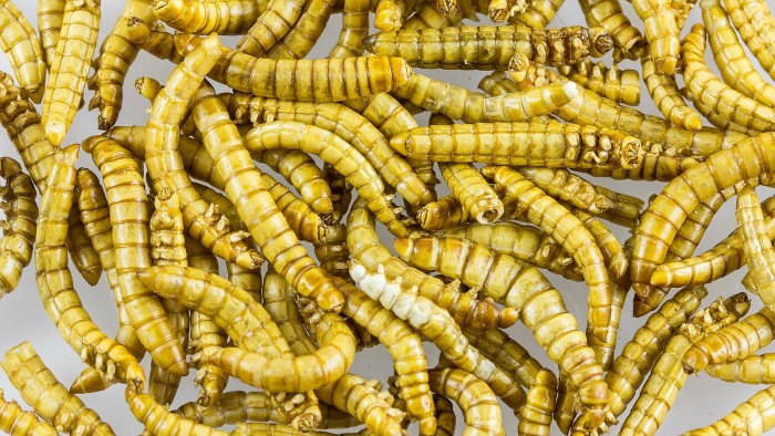 Mealworms_as_food-2389.jpg