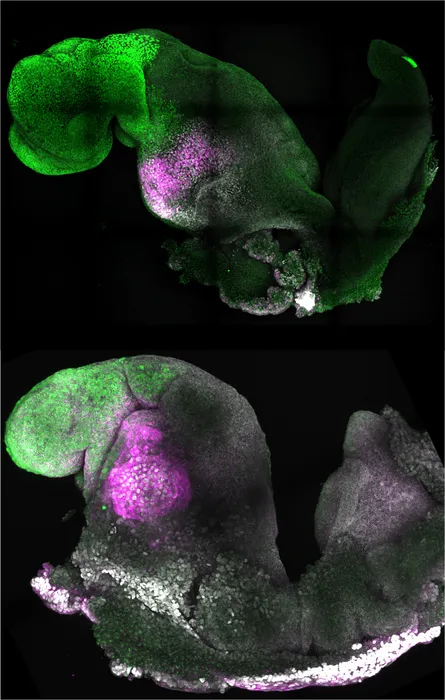 embryos.webp