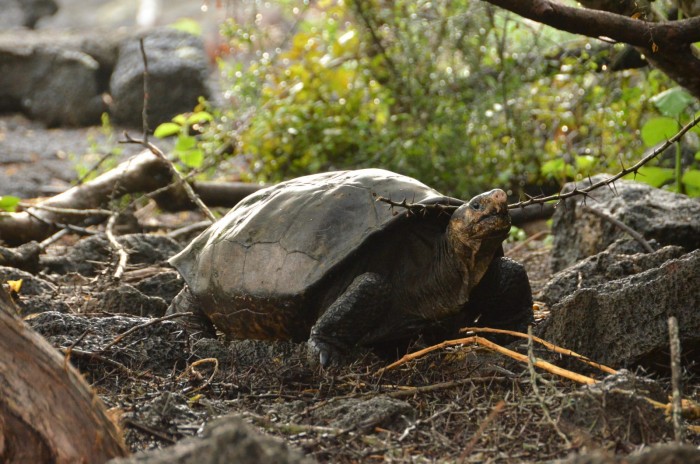 Fernanda-Giant-Tortoise-scaled.jpg