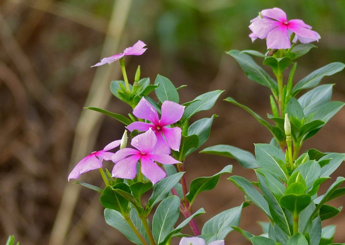 800px-Madagascar_Periwinkle_(Catharanthus_roseus)_(11755235733).jpg