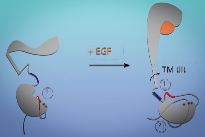 How-Epidermal-Growth-Factor-EGF-Receptor-Changes.jpg