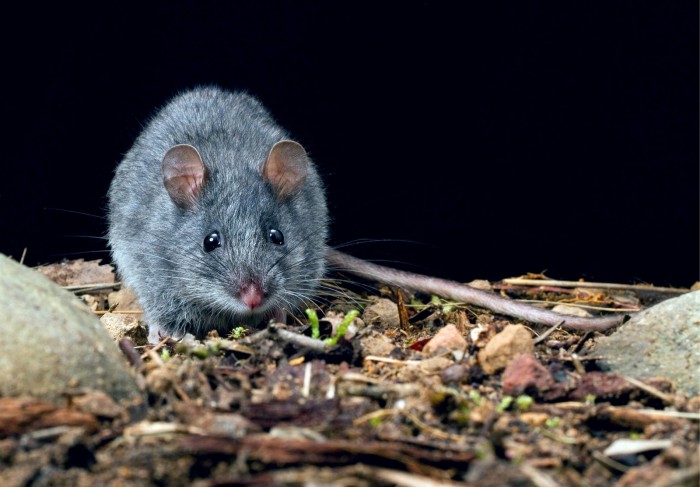 Smoky-Mouse-scaled.jpg