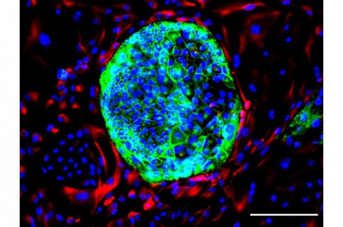 belgian-stem-cell-biol.jpg